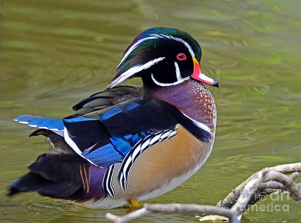 Wood Duck Poster featuring the photograph Wood Duck #2 by Rodney Campbell