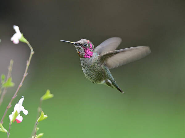Hummingbird Poster featuring the photograph Anna's Hummingbird #10 by Kathy King