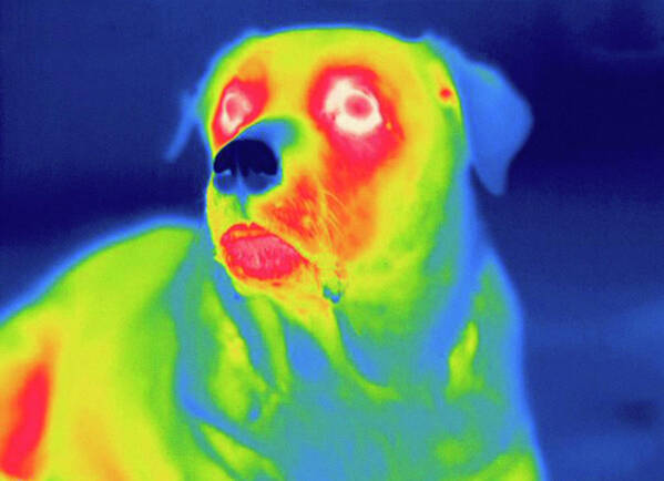 Dog Poster featuring the photograph Thermogram #10 by Science Stock Photography