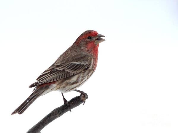 Nature Poster featuring the photograph House Finch #131 by Jack R Brock