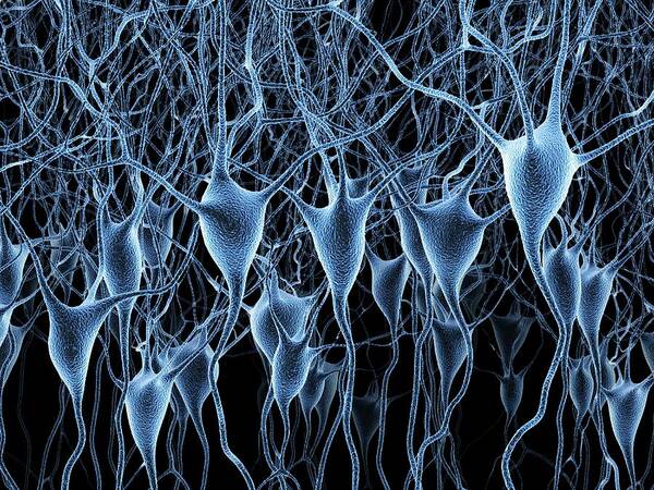 Artwork Poster featuring the photograph Nerve Cells #14 by Alfred Pasieka/science Photo Library