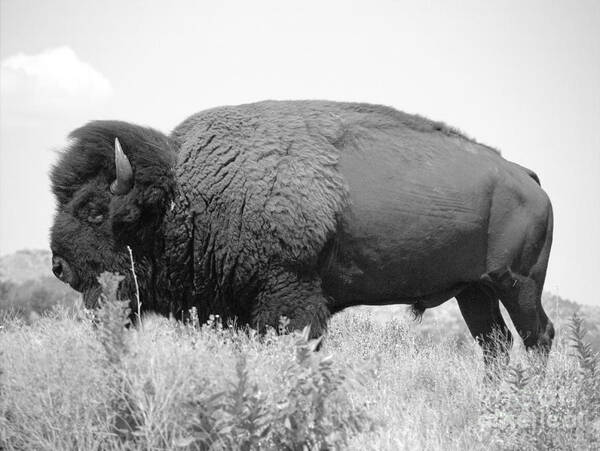 Landscape Poster featuring the photograph Buffalo #5 by Mickey Harkins