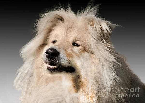 Black Background Poster featuring the photograph Collie Dog #2 by Linsey Williams