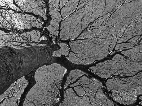 Tree Poster featuring the photograph Dendritic #2 by Inge Riis McDonald
