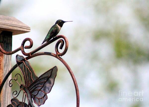 Hummingbird Poster featuring the photograph Lookout #2 by Margaret Hamilton