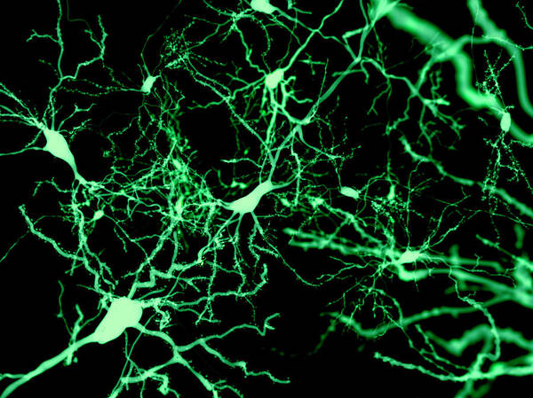 Art Poster featuring the photograph Nerve Cells, Illustration #2 by Juan Gaertner