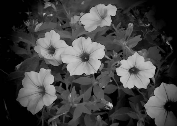 Petunia Poster featuring the photograph Petunia #2 by Bonnie Willis