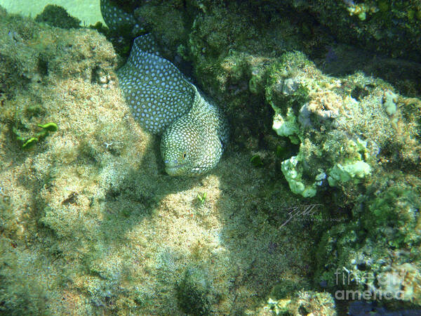 Eel Poster featuring the photograph Puhi #2 by Suzette Kallen