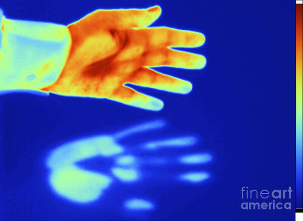 Digital Infrared Thermal Imaging Poster featuring the photograph Thermogram Of A Thermal Shadow #2 by GIPhotoStock