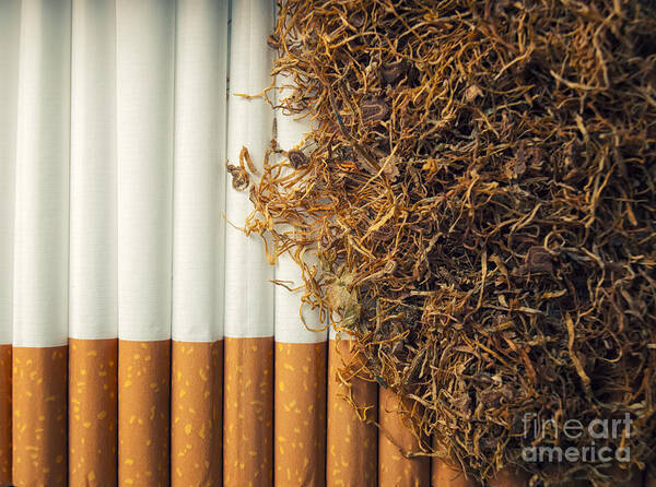 Tobacco Poster featuring the photograph Tobacco #2 by Sinisa Botas