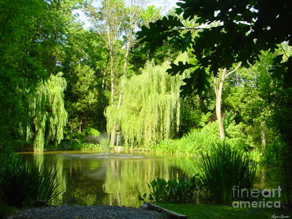 Landscape Poster featuring the photograph Weeping Willow Pond by Lyric Lucas