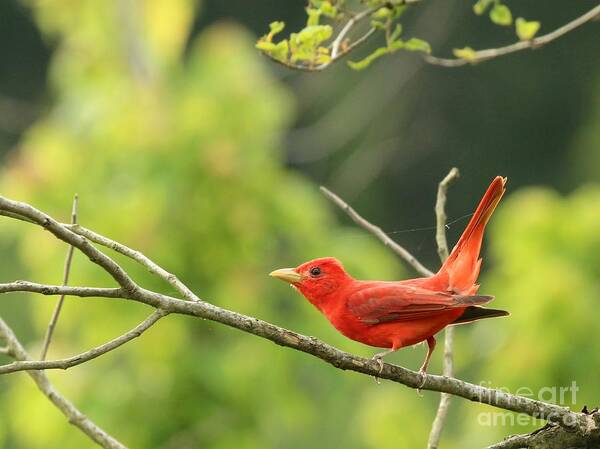 Nature Poster featuring the photograph Summer Tanager #21 by Jack R Brock