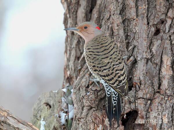 Nature Poster featuring the photograph Northern Flicker #23 by Jack R Brock