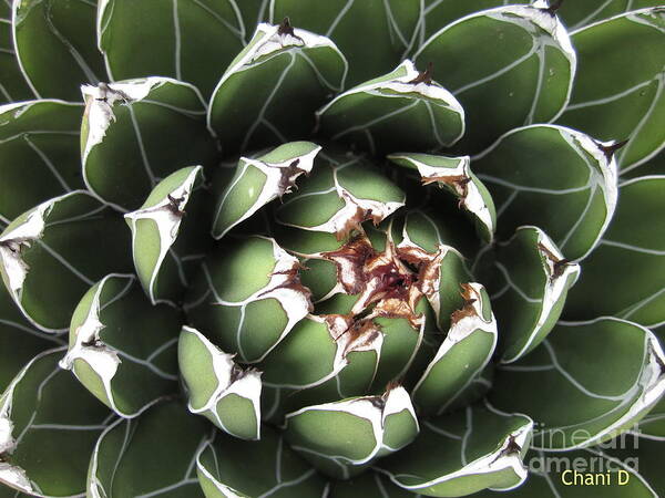 Agave Poster featuring the photograph Agave #4 by Chani Demuijlder