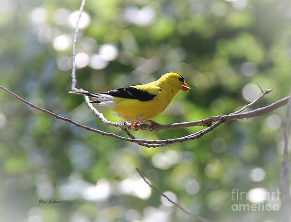 American Goldfinch Poster featuring the photograph American Goldfinch #3 by Yumi Johnson