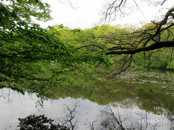 Pond Poster featuring the photograph Pond near Luxembourg City #5 by Chani Demuijlder