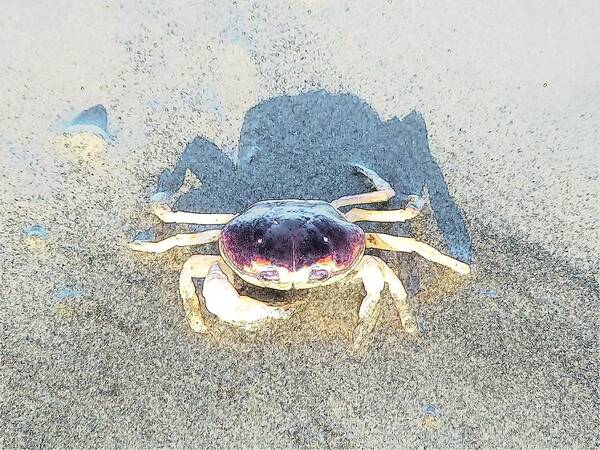 Mexico Poster featuring the photograph Sunning Sand Crab #3 by Joseph Hendrix