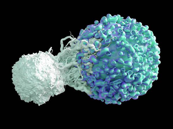 Nobody Poster featuring the photograph T Cell Attacking Cancer Cell #3 by Maurizio De Angelis