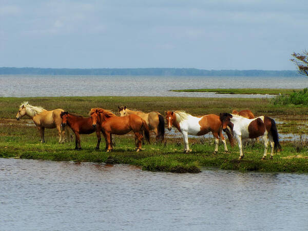 Wild Poster featuring the photograph Wild Horses of Assateague Island #3 by Mountain Dreams