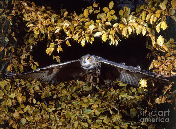 European Eagle Owl Poster featuring the photograph Eagle Owl #4 by Hans Reinhard