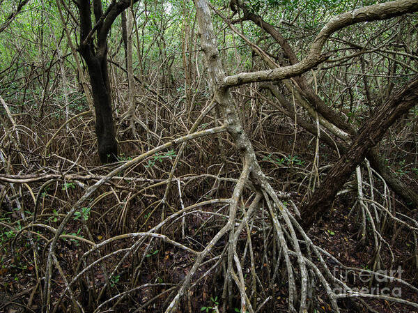 Nature Poster featuring the photograph Mangrove Roots #4 by Tracy Knauer