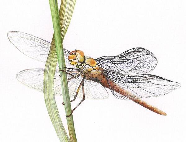 Dragonfly Poster featuring the painting Sheer Wings / sold #3 by Barbara Anna Cichocka