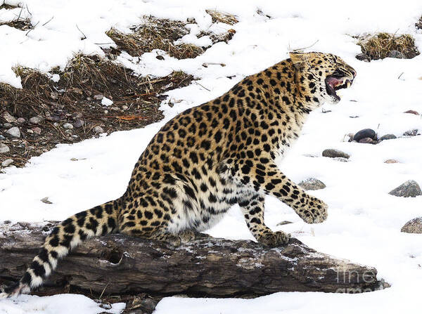Mammals Poster featuring the photograph Amur Leopard by Dennis Hammer