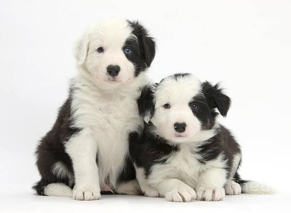 Black And White Border Collie Pups Poster featuring the photograph Border Collie Pups #6 by Mark Taylor