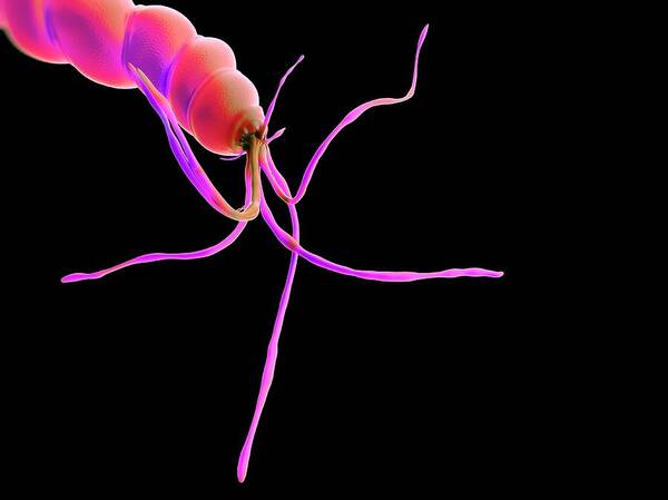 Artwork Poster featuring the photograph Helicobacter Pylori Bacteria #6 by Science Artwork