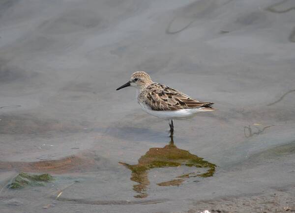 Birds Poster featuring the photograph Semipalmated Sandpiper #6 by James Petersen