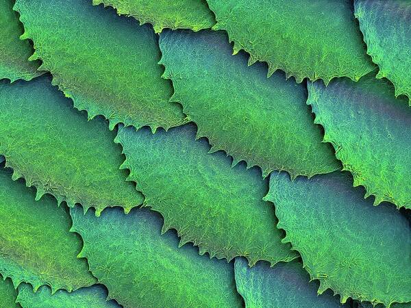 25234g Poster featuring the photograph Convict Cichlid Fish Scales #7 by Dennis Kunkel Microscopy/science Photo Library