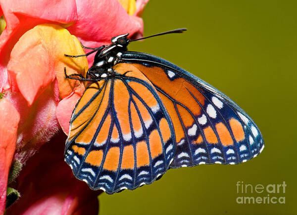 Viceroy Butterfly Poster featuring the photograph Viceroy Butterfly #8 by Millard H Sharp