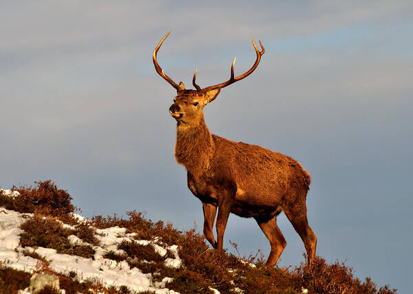  Red Deer Stag Poster featuring the photograph Red Deer Stag #8 by Gavin Macrae