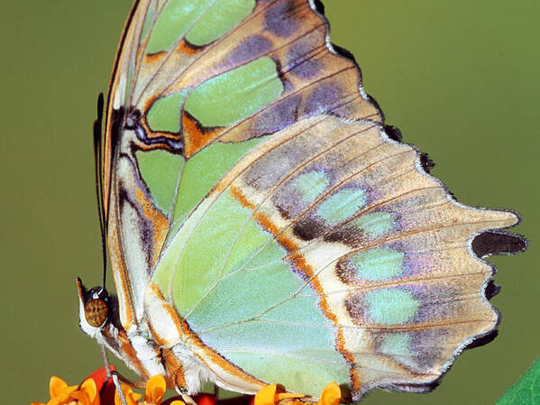 Malachite Butterfly Poster featuring the photograph Malachite Butterfly #7 by Millard H Sharp