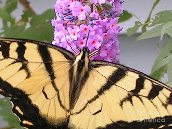 Swallowtail Poster featuring the photograph #859 D480 Swallowtail 2010.JPG #859 by Robin Lee Mccarthy Photography