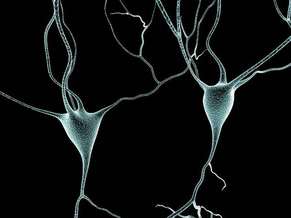Artwork Poster featuring the photograph Nerve Cells #9 by Alfred Pasieka/science Photo Library