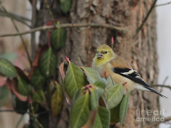 Nature Poster featuring the photograph American Goldfinch #90 by Jack R Brock