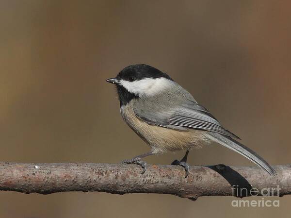 Nature Poster featuring the photograph Black-capped Chickadee #98 by Jack R Brock