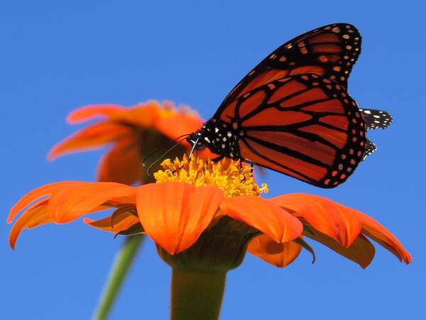 Flower Poster featuring the photograph A Butterfly Kiss by Jeanette Oberholtzer