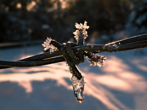 Barbed Wire Poster featuring the photograph A Cold Welcome by Micki Findlay