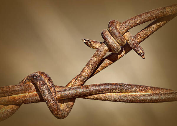 Barbed Wire Poster featuring the photograph A Little Ill-Nature by Nikolyn McDonald