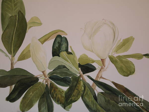 Magnolia Leaves Are As Interesting To Paint As The Flowers. So Many Shades Poster featuring the painting A Magnolia Duet by Nancy Kane Chapman