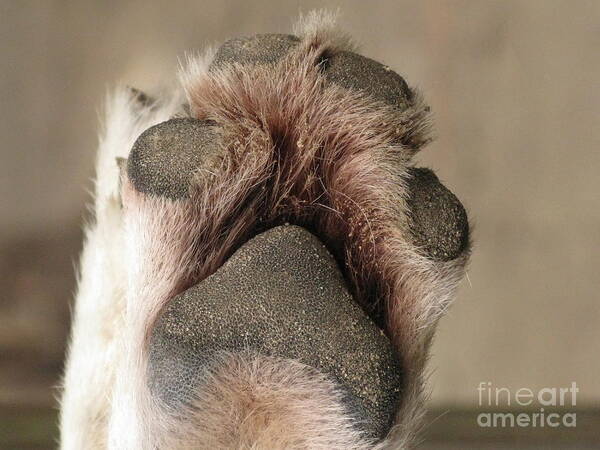 Paw Poster featuring the photograph A Paw by Ausra Huntington nee Paulauskaite