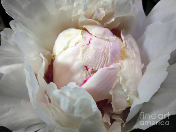  Poster featuring the photograph A Scoop of Strawberry Ice Cream in a Flower by Renee Trenholm