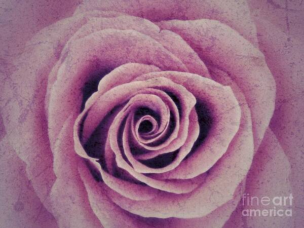 Pink Rose Poster featuring the photograph A Sugared Rose by Joan-Violet Stretch