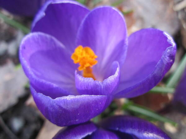 Blue Poster featuring the photograph Springjoy by Rosita Larsson