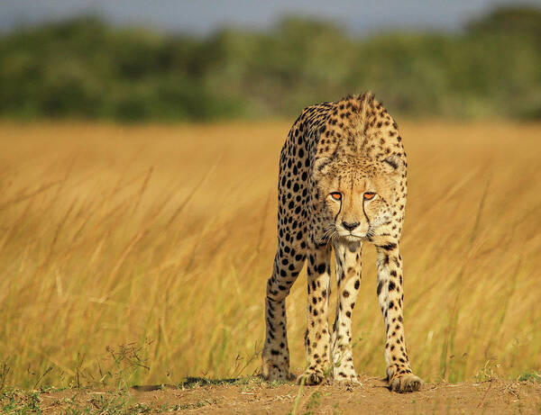 Cheetah Poster featuring the photograph A Walk To Kill by Jaco Marx