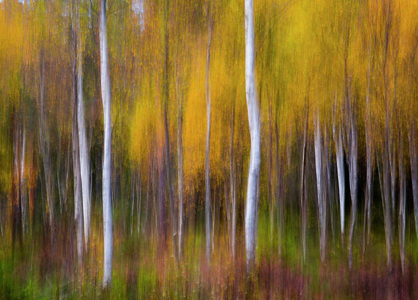 Abstract Poster featuring the photograph Abstract Fall by Andreas Christensen