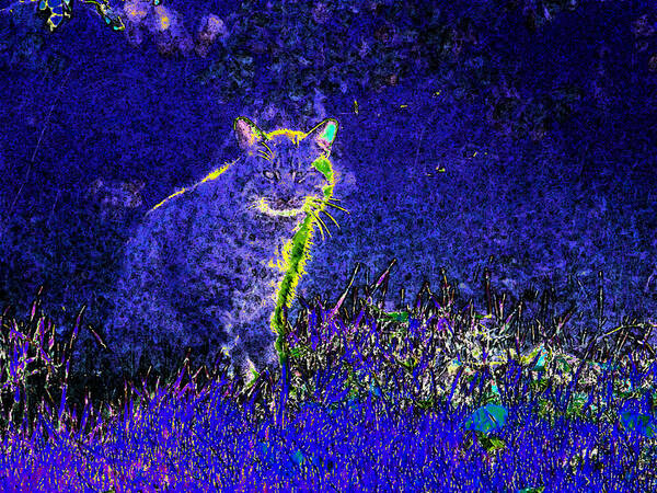 Cat Poster featuring the digital art Abstract Of Neighborhood Cat by Eric Forster