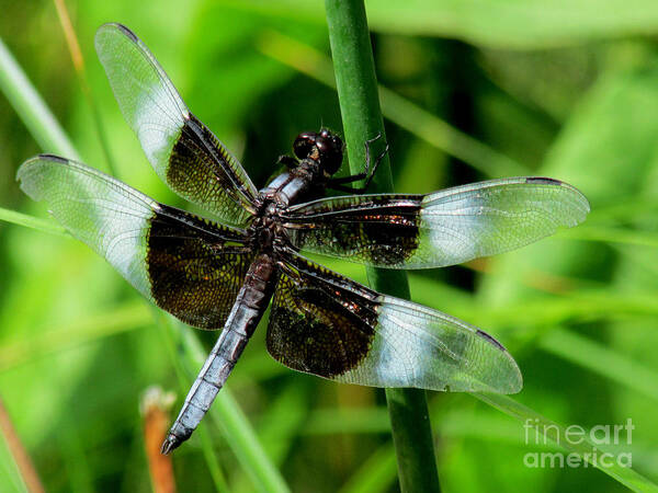 Dragon Fly Poster featuring the photograph Aep352a by Scott Bennett